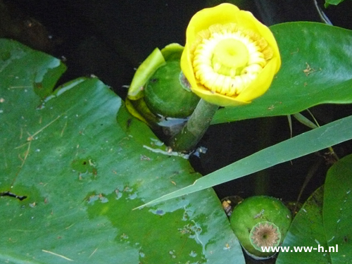 Nuphar lutea